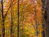 Beskid Niski